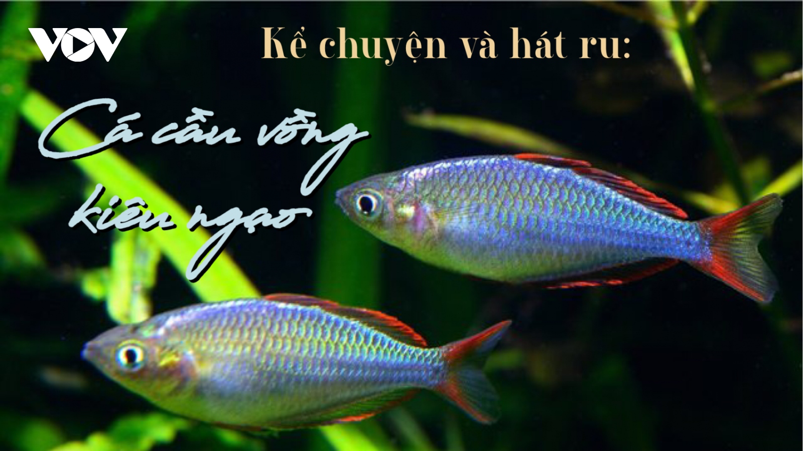 Cá cầu vồng kiêu ngạo